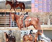 topwind-gelding