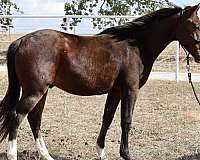 gelding-quarter-horse