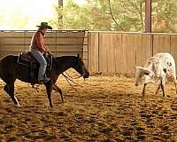 ranch-versatility-quarter-horse