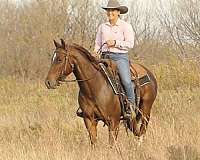 ranch-work-quarter-horse