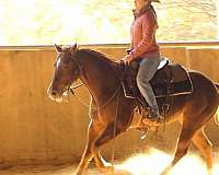 reining-quarter-horse