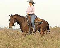 trail-riding-quarter-horse