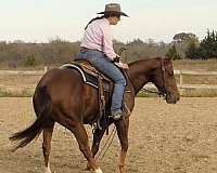 working-cattle-quarter-horse