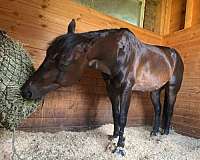 bay-quarter-pony-gelding