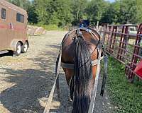 14-hand-quarter-pony-gelding