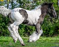 fella-gypsy-vanner-horse