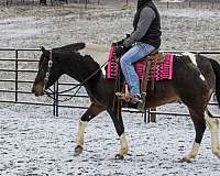 trail-riding-paint-horse