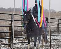 tobiano-paint-gelding