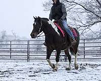 tobiano-all-around-horse