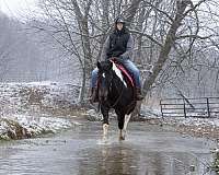 tobiano-beginner-horse