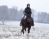 tobiano-kid-safe-horse