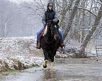 tobiano-lesson-horse