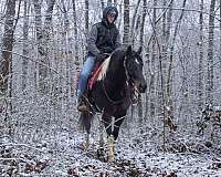 tobiano-trail-riding-horse