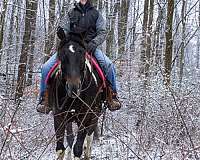 tobiano-trick-horse