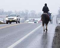 tobiano-western-riding-horse