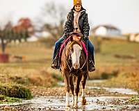 tobiano-paint-gelding