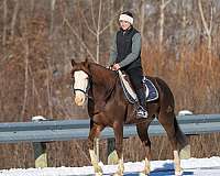 tobiano-all-around-horse