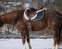 tobiano-trail-riding-horse