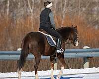 tobiano-trick-horse