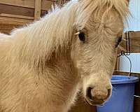 palomino-pinto-horse