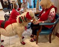 therapy-miniature-horse