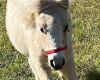 palomino-breeding-horse