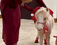 flashy-miniature-horse