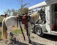 quarter-horse-gelding