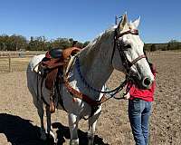 quarter-horse-for-sale