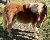 breeding-miniature-horse