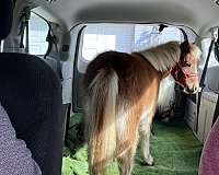 experienced-miniature-horse