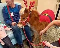 kid-safe-miniature-horse