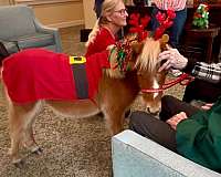 trained-miniature-horse