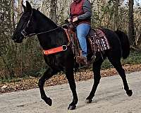 all-around-tennessee-walking-horse