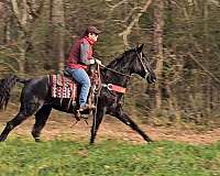 beginner-tennessee-walking-horse