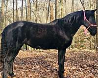 gaited-tennessee-walking-horse