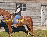 gaited-horse-tennessee-walking