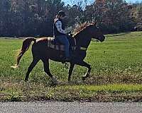 trail-gaited-horse-tennessee-walking