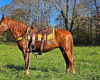 family-horse-tennessee-walking