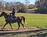 husband-safe-horse-tennessee-walking