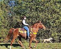 trained-gaited-horse-tennessee-walking