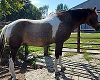 blue-eyes-4-white-stockings-horse