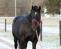 percheron-horse-for-sale