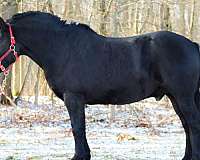 percheron-horse