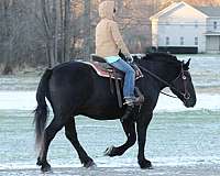 cross-trail-percheron-horse