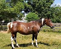 cross-sporthorse-paint-warmblood-horse