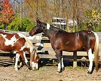 bay-paint-warmblood-mare