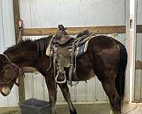 draft-horse-for-sale