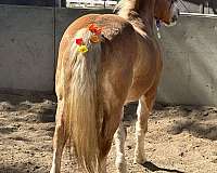 advanced-haflinger-horse