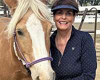 county-haflinger-horse